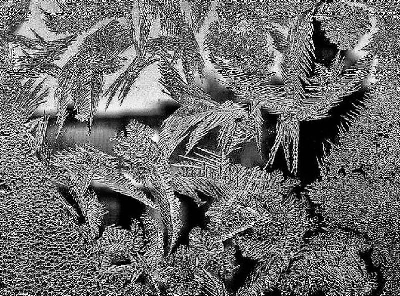 Foto: Ledov� kv�ty