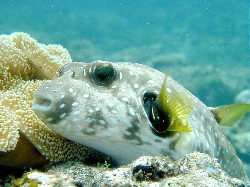 Foto: zlata rybka-to je fesak :-)