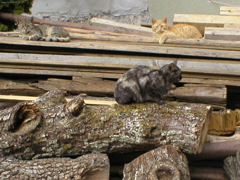 Foto: Mike� Micka a Sydney-le�ic� ko�ky na d�ev�