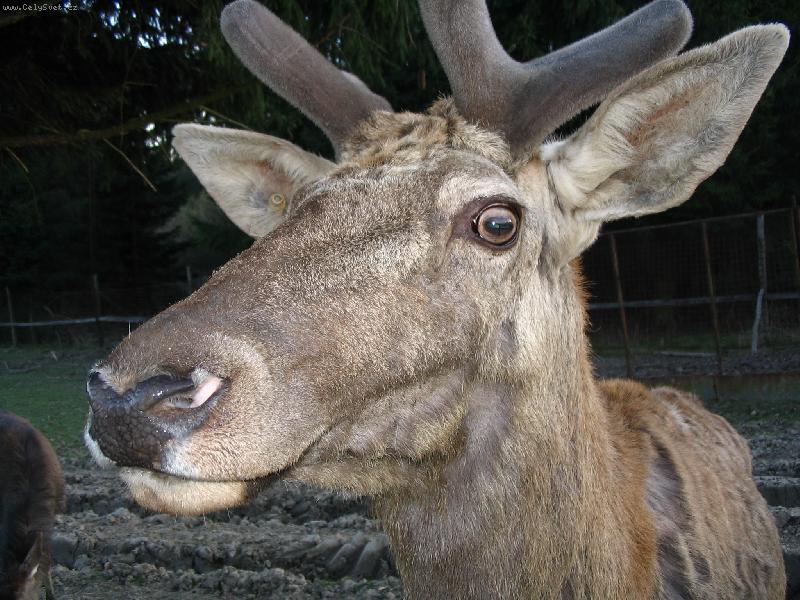 Foto: To jsem z toho jelen-Jaro je tu a sn�m i m� nov� par��ky