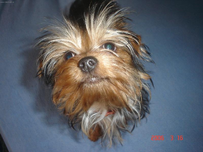 Foto: zv�dav� mazlik