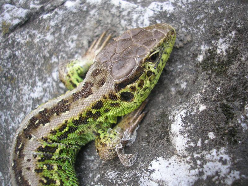 Foto: Je�t�rka-Zrovna kdy� se sl�k�!