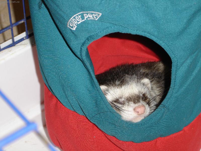 Foto: gollum-nas fretacek gollum pri jeho oblibene cinnosti