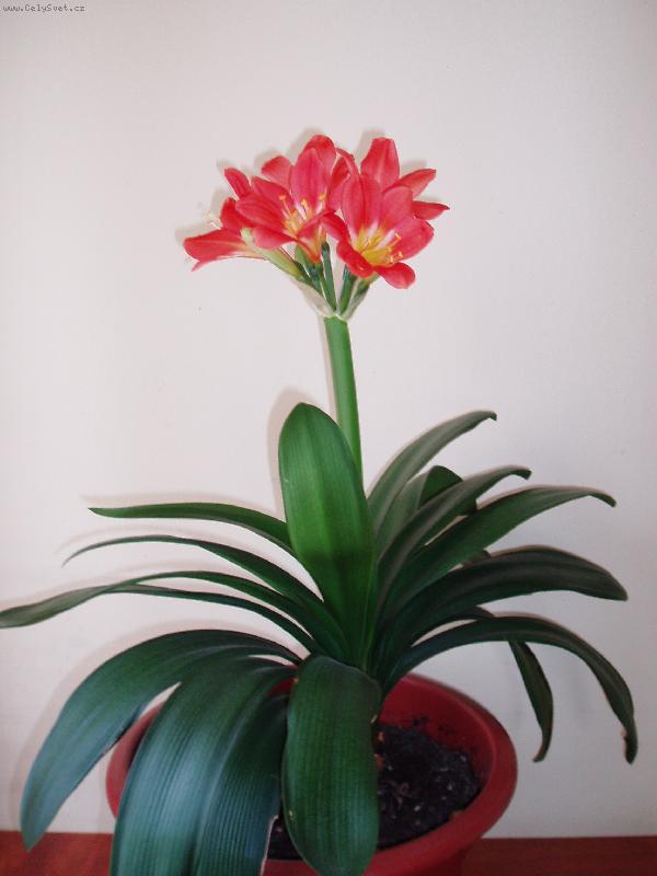 Foto: Cl�via-Kr�sn� den s kv�tinou.