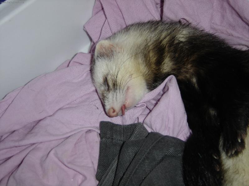 Foto: gollum a jeho jazycek