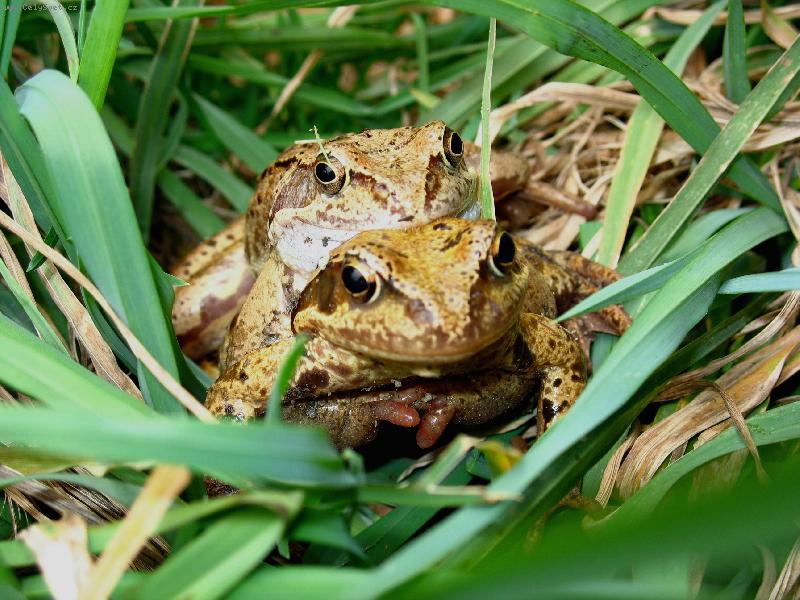 Foto: Skokan hn�d�-Alespo� se domn�v�m, �e je to skokan hn�d�, kdy� tak m� opravte D�ky