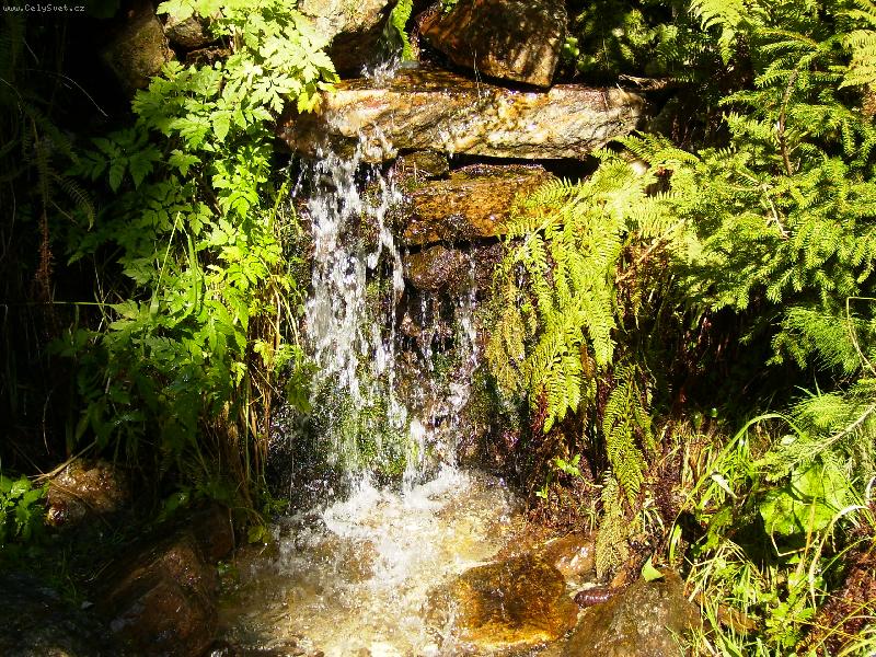 Foto: lesn� pot��ek