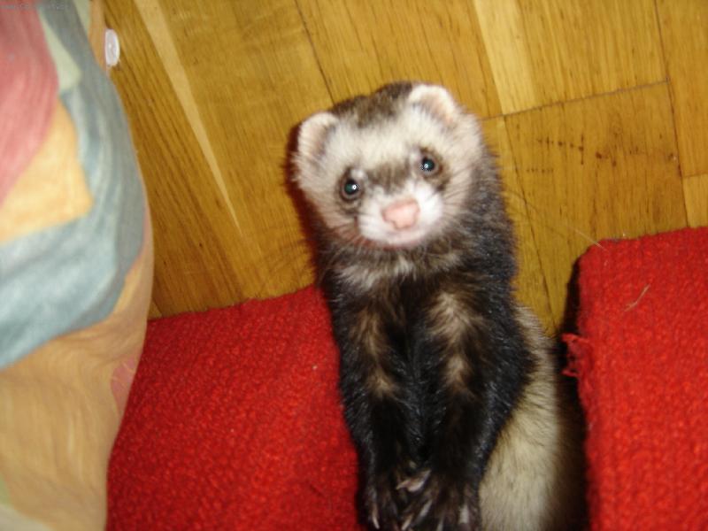 Foto: gollum-nas fretak