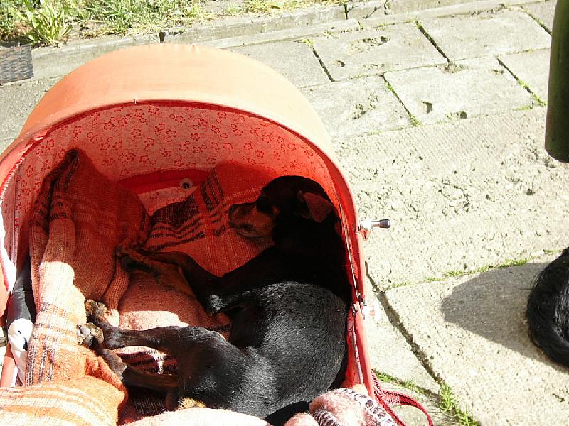 Foto: odpoledni pauza-spanek neu�kod�