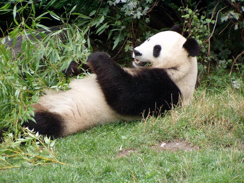 Foto: Panda velká-mňam,mňam,mňam...
