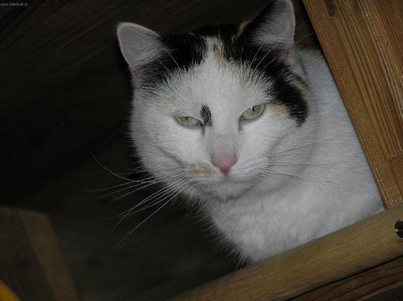 Foto: kočka-kočka Zuzana,nalezenec,který se roztahuje u dědy na chatě a tváří se ,že jí můžou všichni vlézt na záda
