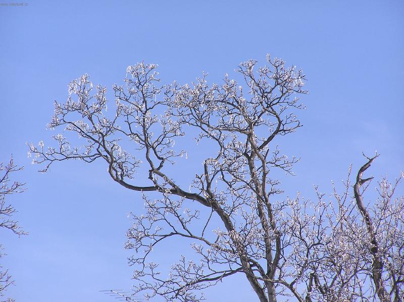 Foto: Krušné hory - Kovářská-19.březen 2006 - jarní ledové květy