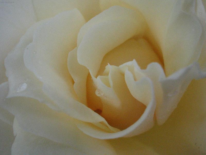 Foto: Uvnitř růže