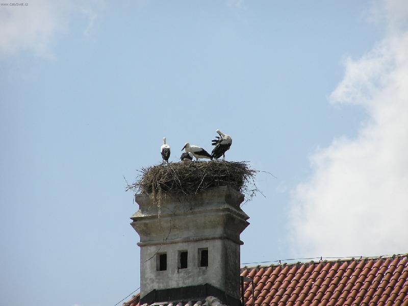 Foto: ČÁPI-Čápi na hnízdě.