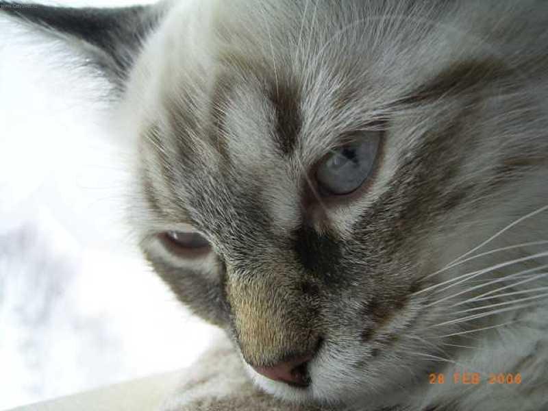 Foto: Caira, něvské kotě-Detail