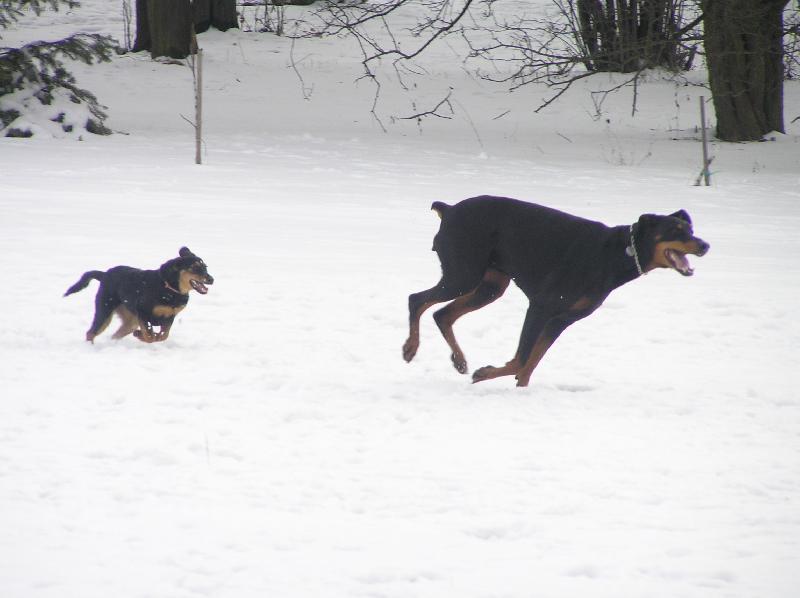 Foto: Psi-hrátky ve sněhu ( malý , velký )