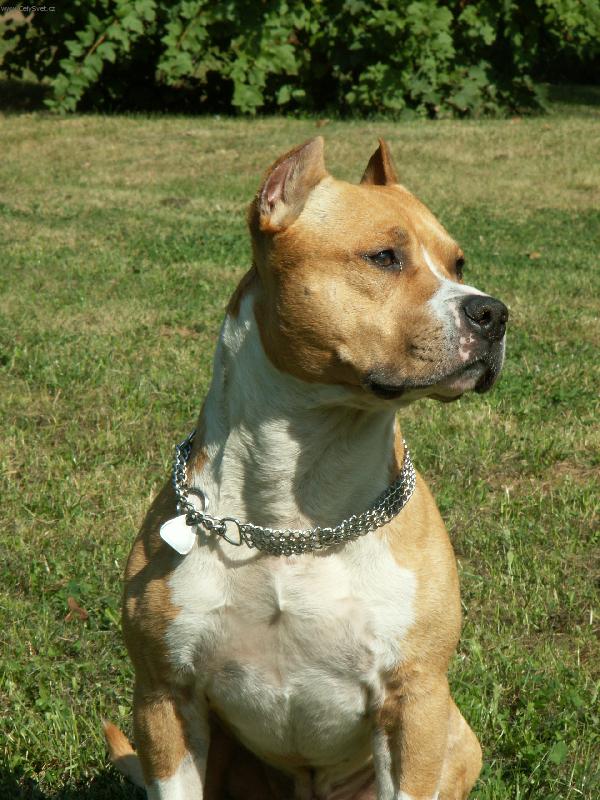 Foto: Pes Nero 2-Moje modelka