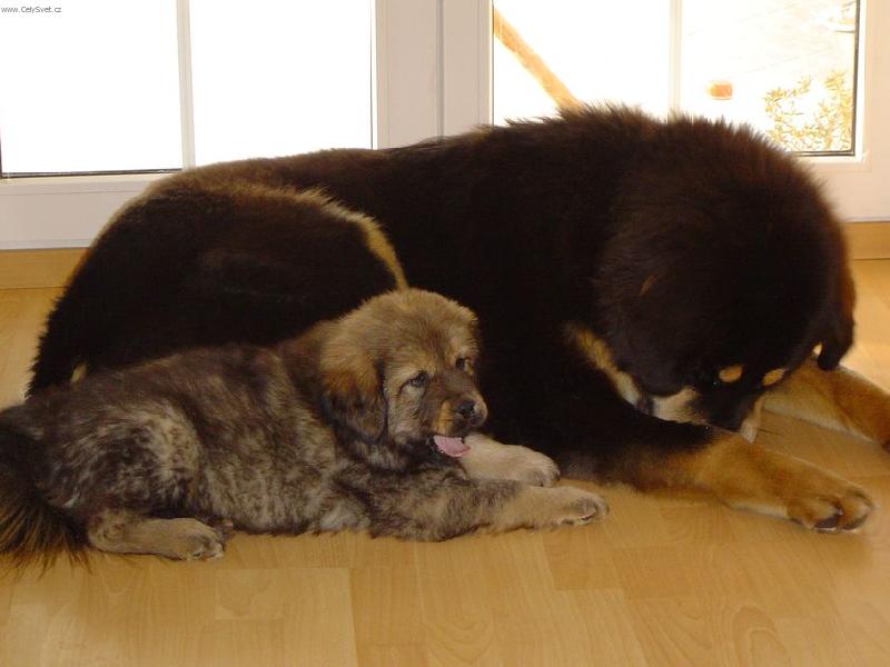 Foto: Dv� kamar�dky