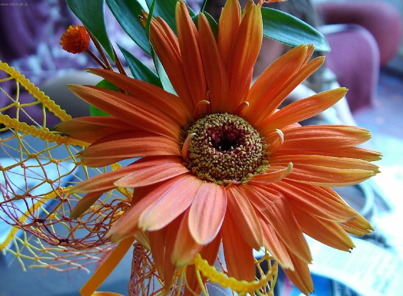 Foto: květina z kytice-Gerbera