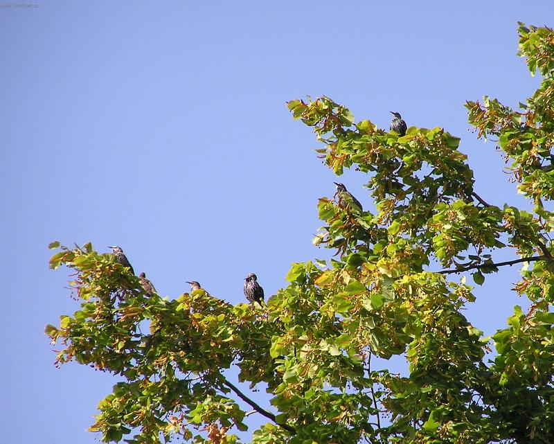 Foto: Zpívající lípa-ptačí panelák