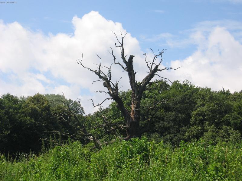 Foto: Such� strom v zeleni