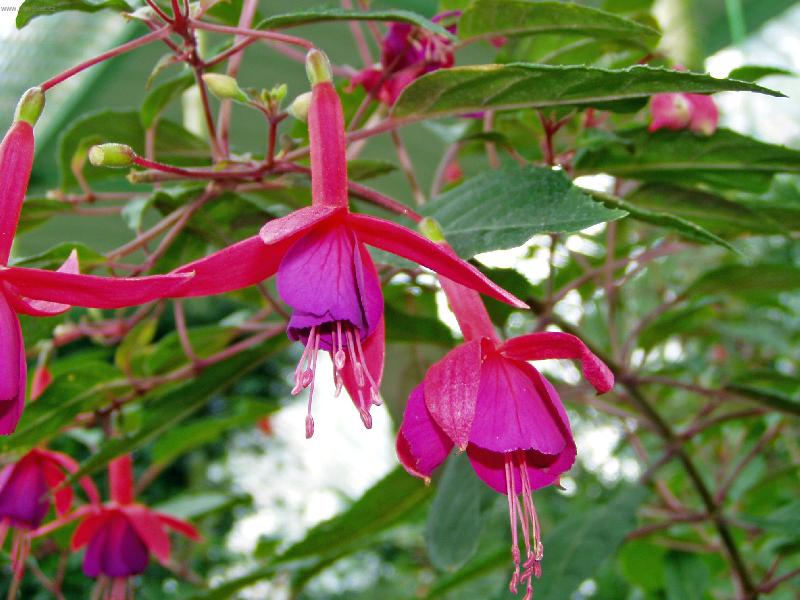 Foto: Calanthe-Foto květiny ze zámecké zahrady v Buchlovicích