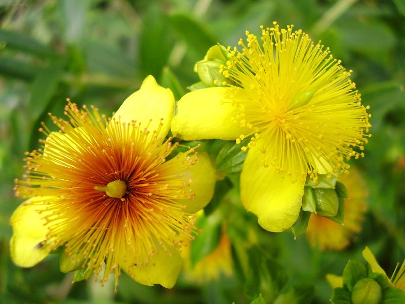 Foto: Žluté květiny
