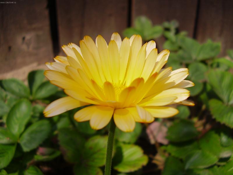 Foto: profil žluté květiny