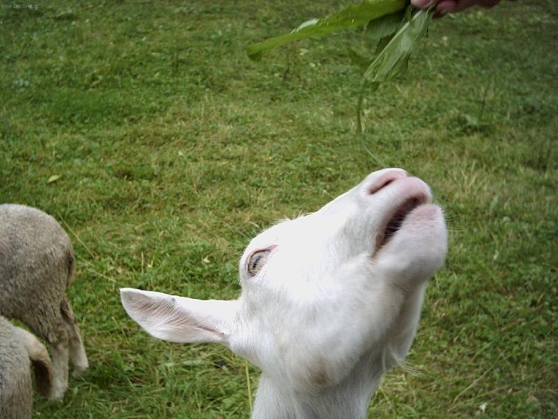 Foto: koza-pro jídlo udělám cokoliv!!!