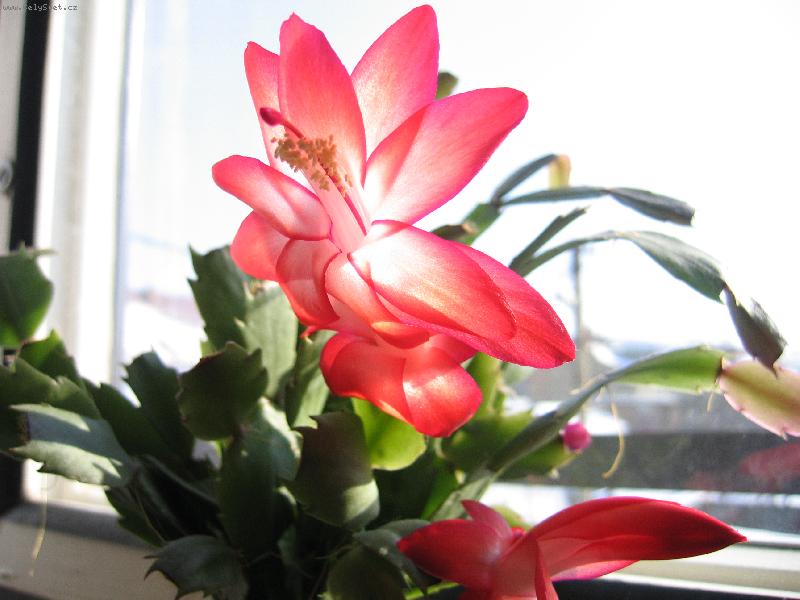 Foto: V�no�n� kaktus