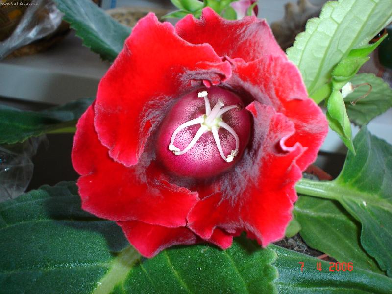 Foto: narozeninová kytička-červená krasavice