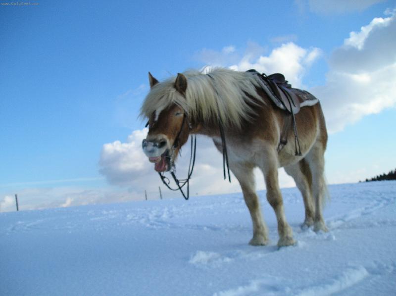 Foto: Hafling Ebro-Ebrou�e jsem z�ejm� dost unudila p�i tom neust�l�m p�zov�n�.