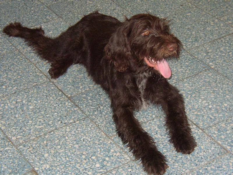 Foto: Aron v �ek�rn� na m�stsk�m ��ad�-Bezm�la p�lro�n� pes Aron z L�ck�ho z�humen� odpo��v� na chodb� m�stsk�ho ��adu ve Velk�m Mezi���� a ti�e poslouch�, co se d�je za dve�mi odboru �ivotn�ho prost�ed�....