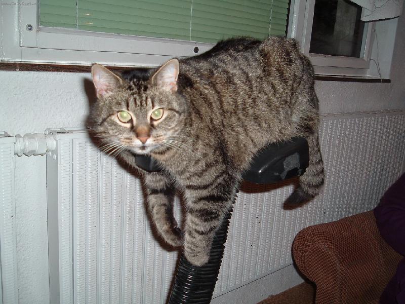 Foto: nedosáhnu na šlapadla!!!-kočka na rotopedu