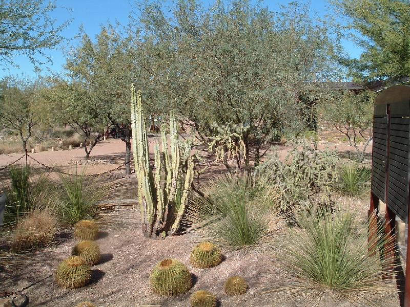 Foto: samá bodlina-kaktusy