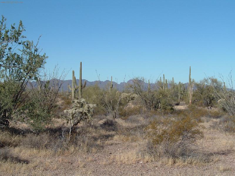 Foto: suchá krajina2-krajina s kaktusy