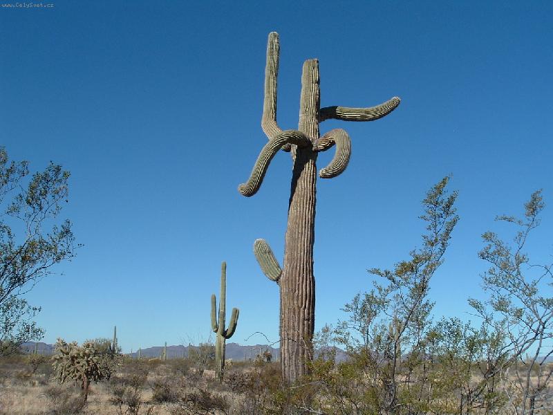 Foto: kaktus2-kaktus2