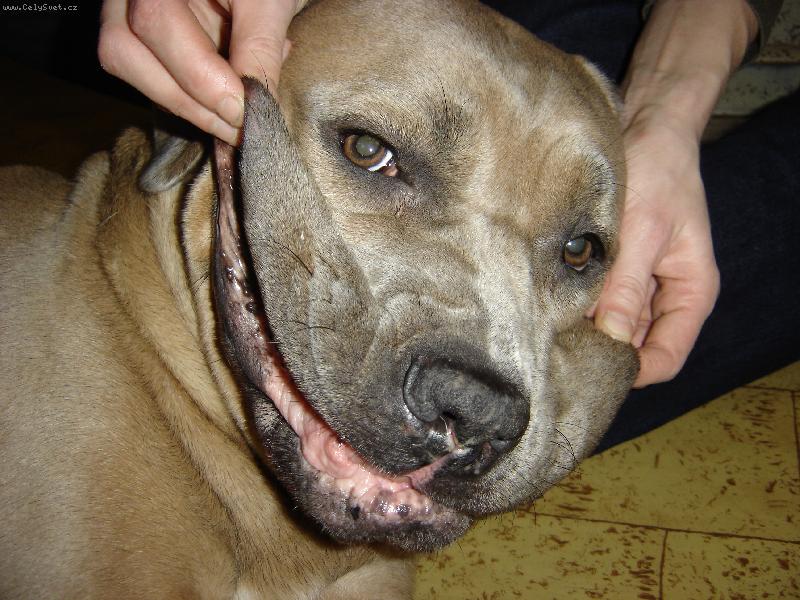 Foto: Namirka (cane corso)-�sm�v