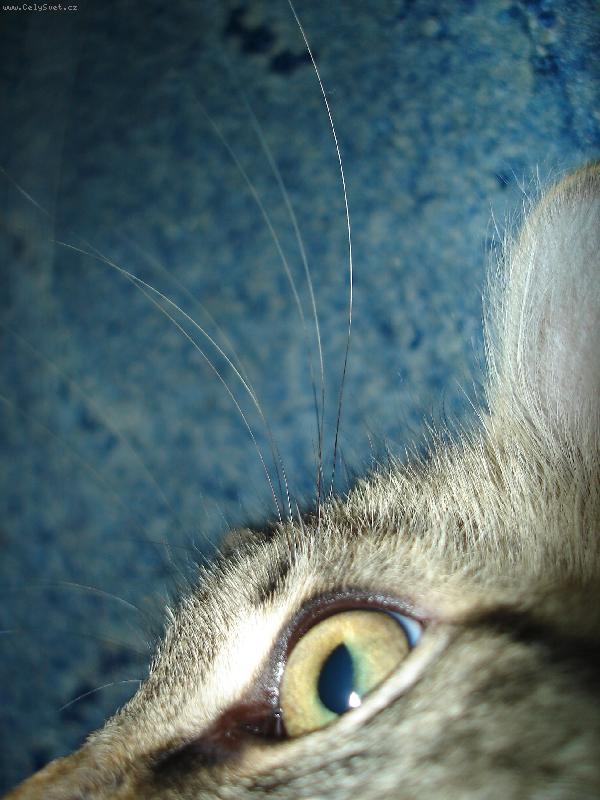 Foto: Pohled pravé kočky