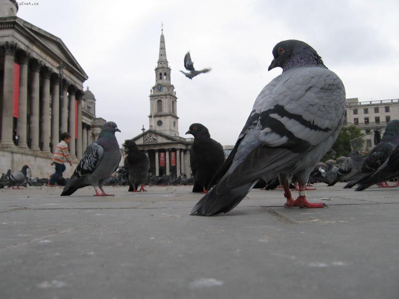 Foto: Lond�n�t� holubi na Traf��i