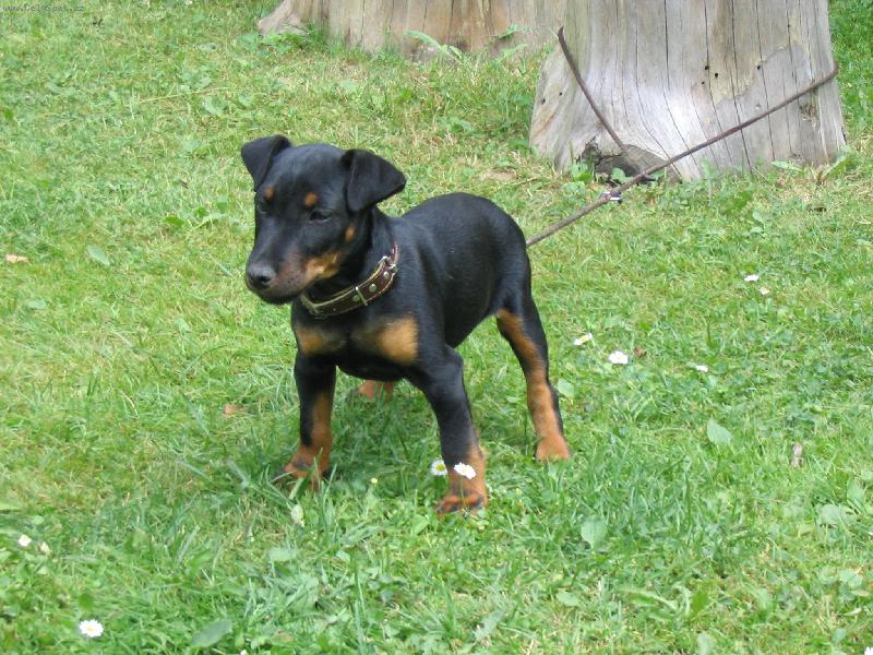 Foto: Jagdterrier Bony - �t�n�