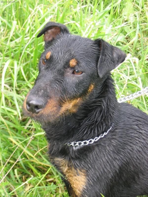 Foto: Jagdterrier Bony