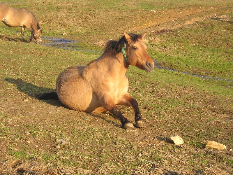 Foto: Sedni,no vid� pak �e neum� poslouchat!-N� hroch