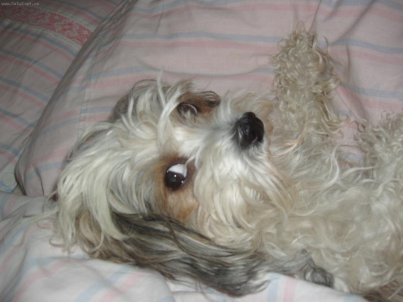 Foto: Rocky-no co, u� chci sp�t!!