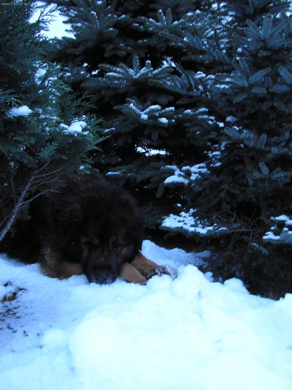 Foto: V lese?-Nee opravdu je to doma na zahrad�:o)