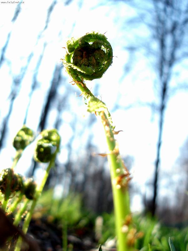 Foto: Mald� �ivot kapradiny