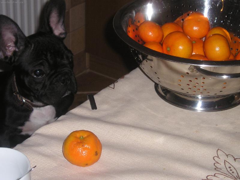 Foto: Kdo mn� tu mandarinku oloupe?-buldo�ek Hugo