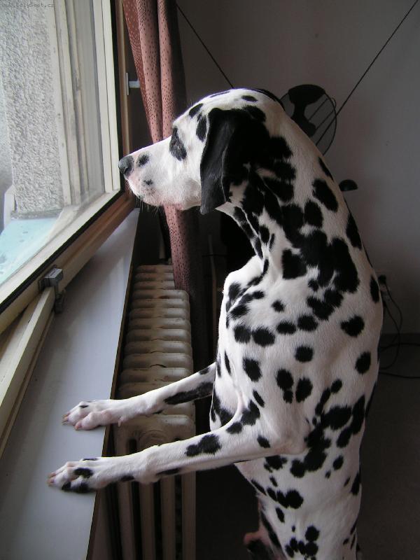 Foto: Co se d�je venku ...