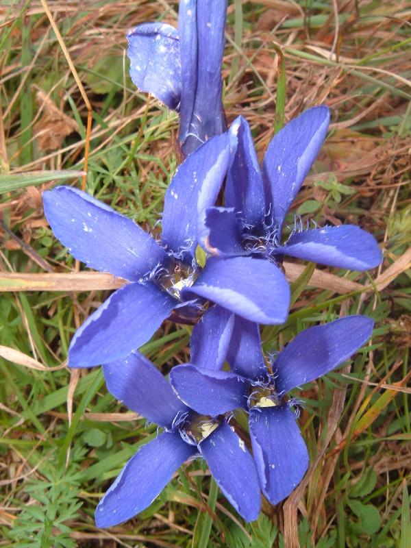 Foto: blue flower