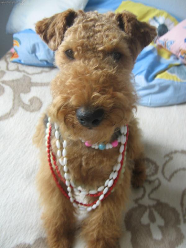 Foto: n� mal� par�dn�k-tak co,slu�� mi to?